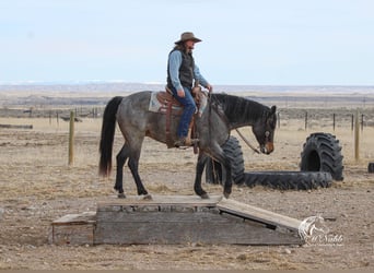 Quarter horse américain, Hongre, 4 Ans, 155 cm, Rouan Bleu