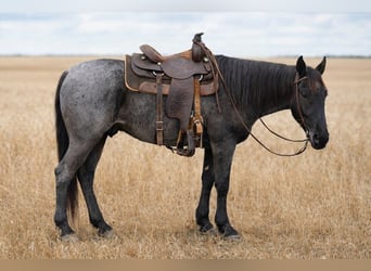 Quarter horse américain, Hongre, 4 Ans, 155 cm, Rouan Bleu