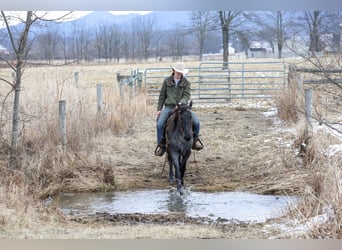 Quarter horse américain, Hongre, 4 Ans, 155 cm, Rouan Bleu
