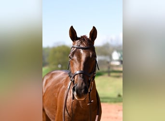 Quarter horse américain, Hongre, 4 Ans, 155 cm, Rouan Rouge