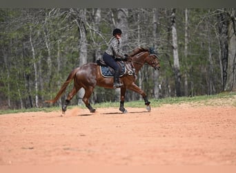 Quarter horse américain, Hongre, 4 Ans, 155 cm, Rouan Rouge