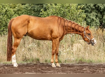 Quarter horse américain, Hongre, 4 Ans, 156 cm, Alezan