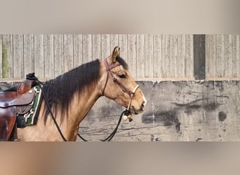 Quarter horse américain, Hongre, 4 Ans, 156 cm, Buckskin