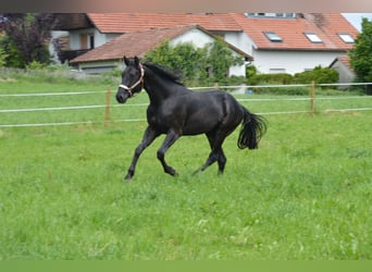 Quarter horse américain, Hongre, 4 Ans, 156 cm, Noir