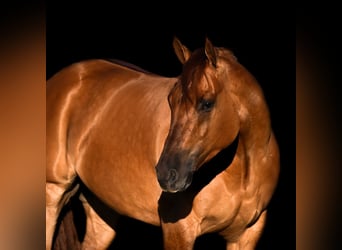 Quarter horse américain, Hongre, 4 Ans, 157 cm, Alezan dun