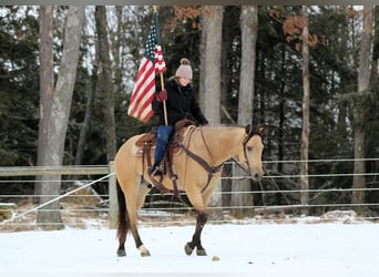 Quarter horse américain, Hongre, 4 Ans, 157 cm, Buckskin