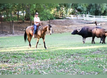 Quarter horse américain, Hongre, 4 Ans, 157 cm, Buckskin