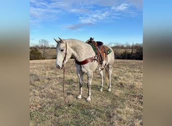 Quarter horse américain, Hongre, 4 Ans, 157 cm, Gris