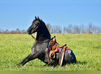 Quarter horse américain Croisé, Hongre, 4 Ans, 157 cm, Gris
