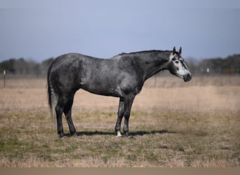 Quarter horse américain, Hongre, 4 Ans, 157 cm, Gris
