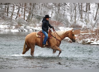 Quarter horse américain, Hongre, 4 Ans, 157 cm, Palomino