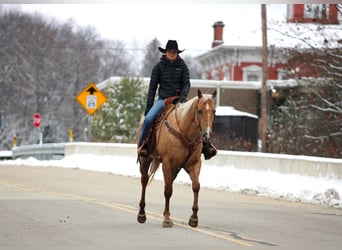 Quarter horse américain, Hongre, 4 Ans, 157 cm, Palomino