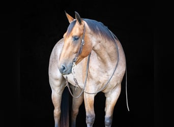 Quarter horse américain, Hongre, 4 Ans, 157 cm, Roan-Bay