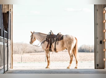 Quarter horse américain, Hongre, 4 Ans, 157 cm, Rouan Rouge