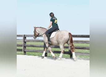 Quarter horse américain, Hongre, 4 Ans, 157 cm, Rouan Rouge