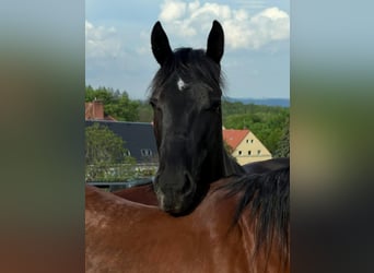 Quarter horse américain, Hongre, 4 Ans, 158 cm, Noir
