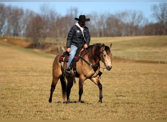 Quarter horse américain, Hongre, 4 Ans, 160 cm, Buckskin