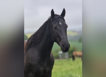 Quarter horse américain, Hongre, 4 Ans, 160 cm, Noir