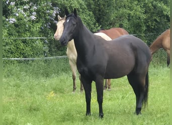 Quarter horse américain, Hongre, 4 Ans, 160 cm, Noir