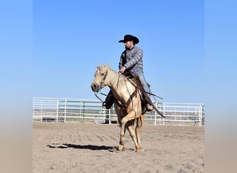 Quarter horse américain, Hongre, 4 Ans, 160 cm, Palomino
