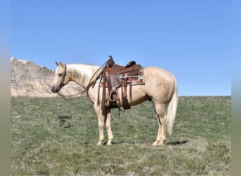 Quarter horse américain, Hongre, 4 Ans, 160 cm, Palomino