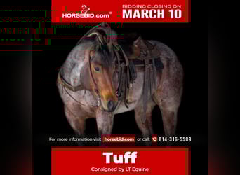 Quarter horse américain, Hongre, 4 Ans, 160 cm, Roan-Bay