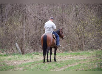 Quarter horse américain, Hongre, 4 Ans, 160 cm, Roan-Bay