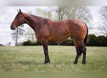 Quarter horse américain, Hongre, 4 Ans, 160 cm, Roan-Bay
