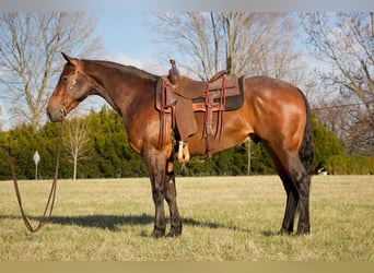 Quarter horse américain, Hongre, 4 Ans, 160 cm, Roan-Bay