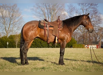 Quarter horse américain, Hongre, 4 Ans, 160 cm, Roan-Bay