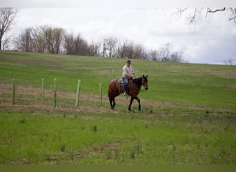 Quarter horse américain, Hongre, 4 Ans, 160 cm, Roan-Bay