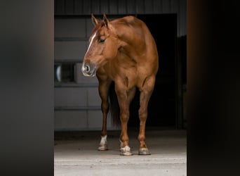 Quarter horse américain, Hongre, 4 Ans, 163 cm, Alezan dun