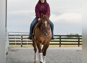 Quarter horse américain, Hongre, 4 Ans, 163 cm, Alezan dun