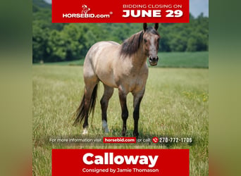 Quarter horse américain, Hongre, 4 Ans, 163 cm, Grullo