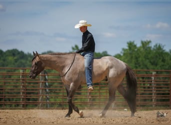 Quarter horse américain, Hongre, 4 Ans, 163 cm, Grullo