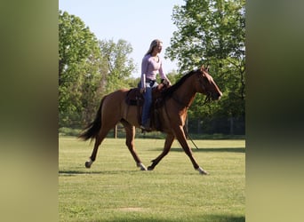 Quarter horse américain, Hongre, 4 Ans, 163 cm, Isabelle