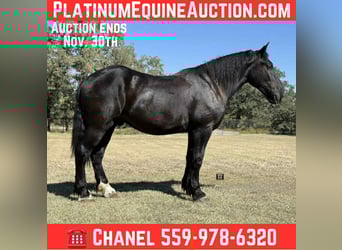 Quarter horse américain, Hongre, 4 Ans, 163 cm, Noir