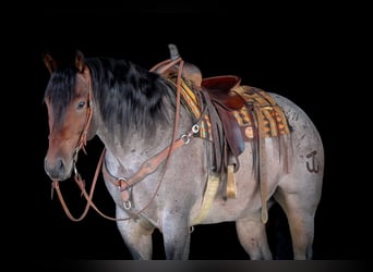 Quarter horse américain, Hongre, 4 Ans, 163 cm, Roan-Bay