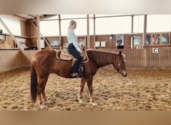 Quarter horse américain, Hongre, 4 Ans, 165 cm, Alezan