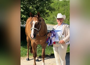 Quarter horse américain, Hongre, 4 Ans, 165 cm, Alezan