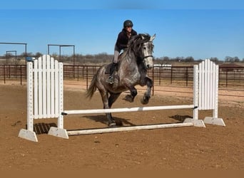 Quarter horse américain, Hongre, 4 Ans, 165 cm, Gris pommelé