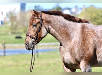 Quarter horse américain Croisé, Hongre, 4 Ans, 165 cm, Rouan Rouge Quarter horse américain Croisé, Hongre, 4 Ans, 165 cm, Rouan Rouge