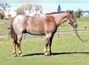 Quarter horse américain Croisé, Hongre, 4 Ans, 165 cm, Rouan Rouge Quarter horse américain Croisé, Hongre, 4 Ans, 165 cm, Rouan Rouge