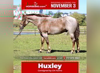 Quarter horse américain Croisé, Hongre, 4 Ans, 165 cm, Rouan Rouge Quarter horse américain Croisé, Hongre, 4 Ans, 165 cm, Rouan Rouge