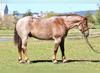 Quarter horse américain Croisé, Hongre, 4 Ans, 165 cm, Rouan Rouge Quarter horse américain Croisé, Hongre, 4 Ans, 165 cm, Rouan Rouge