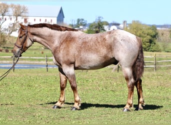 Quarter horse américain Croisé, Hongre, 4 Ans, 165 cm, Rouan Rouge Quarter horse américain Croisé, Hongre, 4 Ans, 165 cm, Rouan Rouge