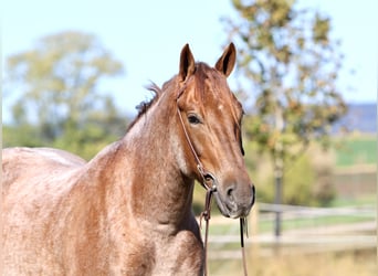 Quarter horse américain Croisé, Hongre, 4 Ans, 165 cm, Rouan Rouge Quarter horse américain Croisé, Hongre, 4 Ans, 165 cm, Rouan Rouge