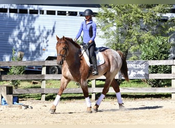 Quarter horse américain Croisé, Hongre, 4 Ans, 165 cm, Rouan Rouge Quarter horse américain Croisé, Hongre, 4 Ans, 165 cm, Rouan Rouge