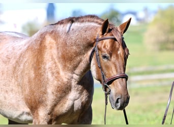 Quarter horse américain Croisé, Hongre, 4 Ans, 165 cm, Rouan Rouge Quarter horse américain Croisé, Hongre, 4 Ans, 165 cm, Rouan Rouge