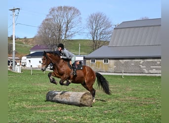 Quarter horse américain, Hongre, 4 Ans, 168 cm, Bai cerise